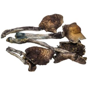 Blue Meanie Magic Mushrooms For Sales Online
