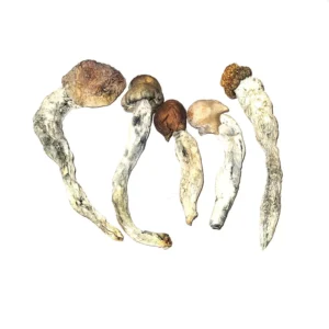 Buy Blue Pulaski Magic Mushroom Strain Online