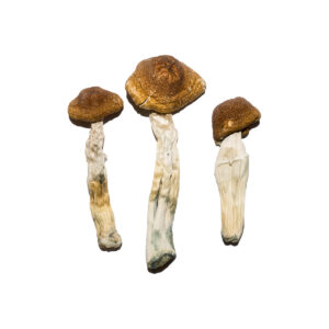 Brazilian Magic Mushrooms For Sale Online