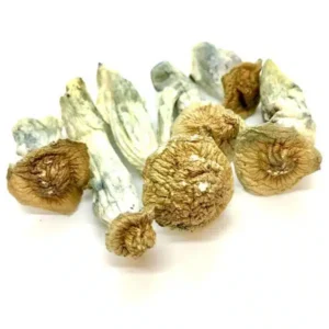 Gold Member Magic Mushroom For Sale Online