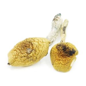 Golden Teachers Mushrooms For Sales Online