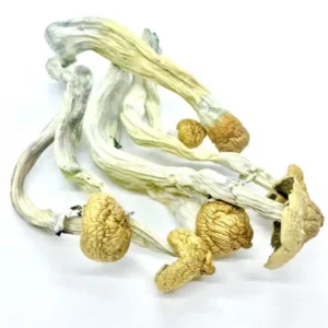 HillBilly Cubensis Magic Mushroom