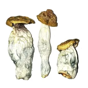 Buy DC Mak Magic Mushrooms