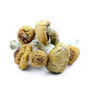 Buy Dino Egg Magic Mushrooms