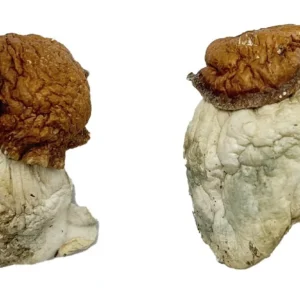 Buy Oak Ridge Magic Mushrooms