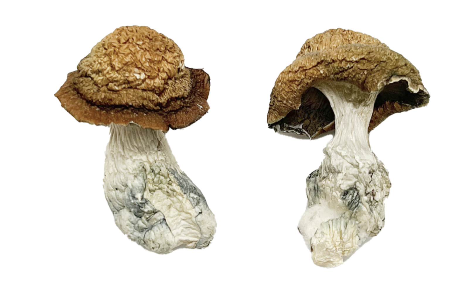 Buy Makilla Gorilla Magic Mushrooms