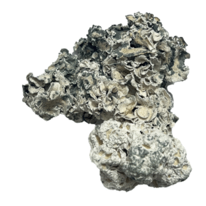 Buy Enigma Magic Mushrooms