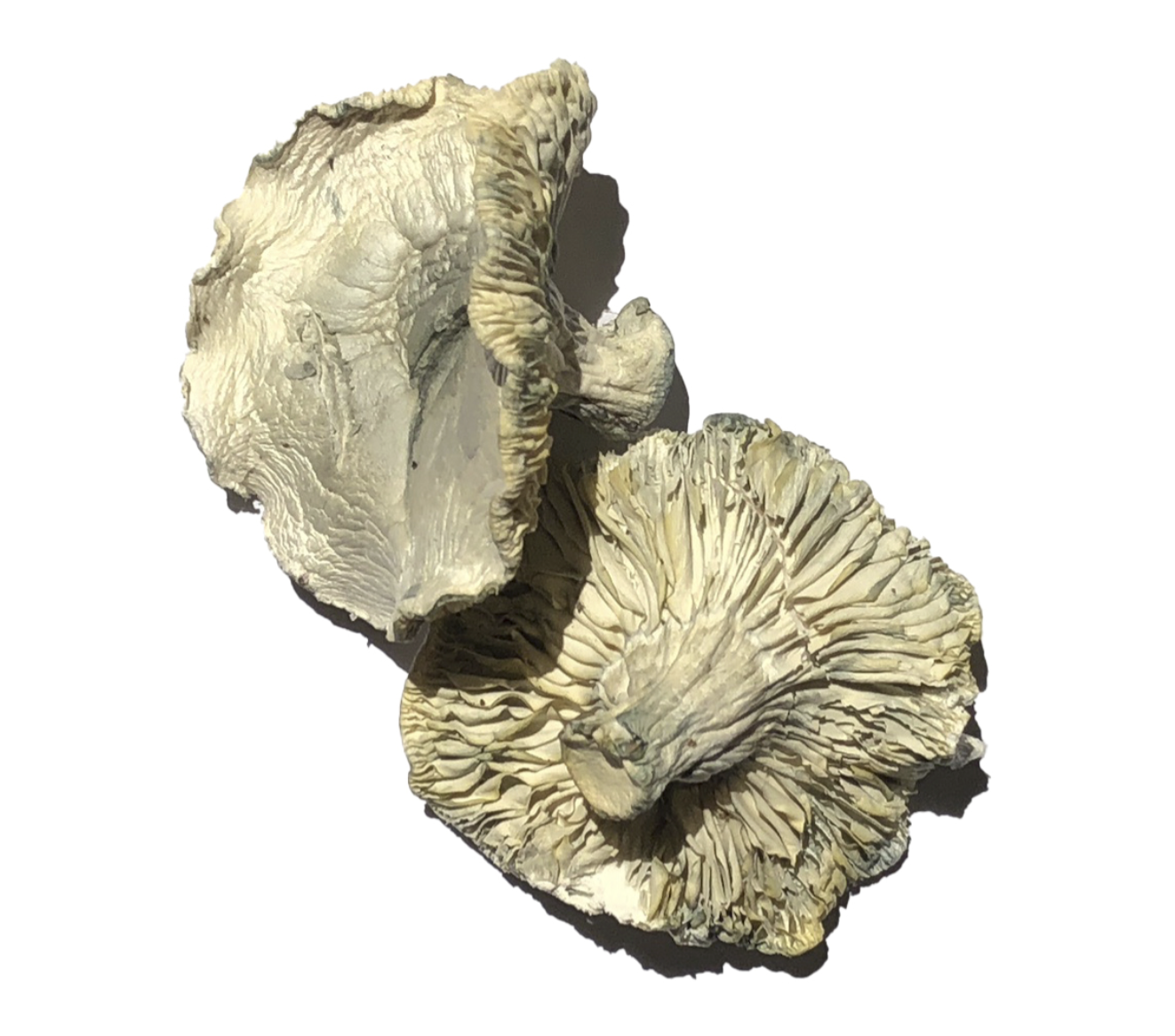 Buy Phobos Magic Mushrooms Strain