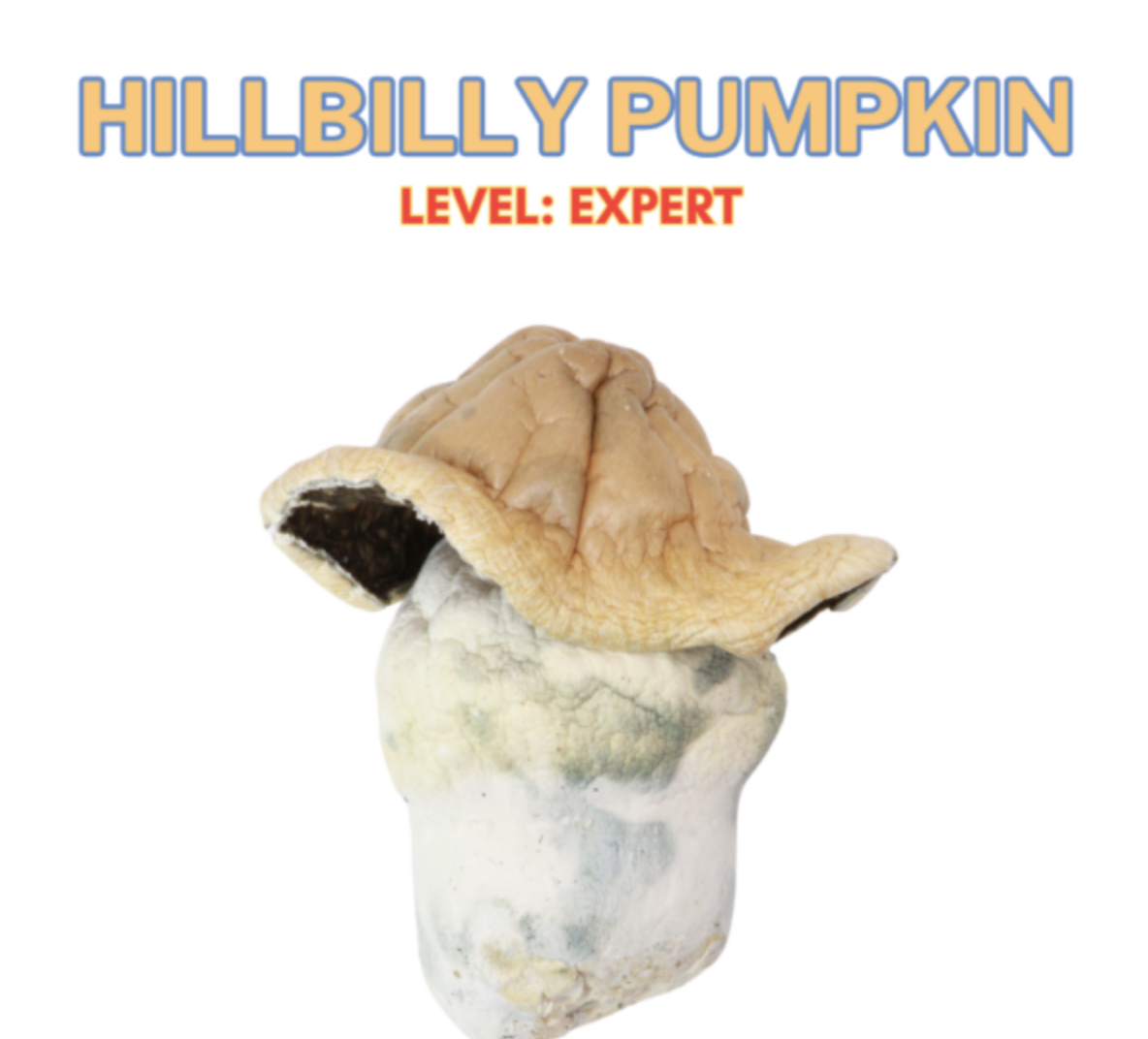 Buy Hillbilly Magic Mushrooms