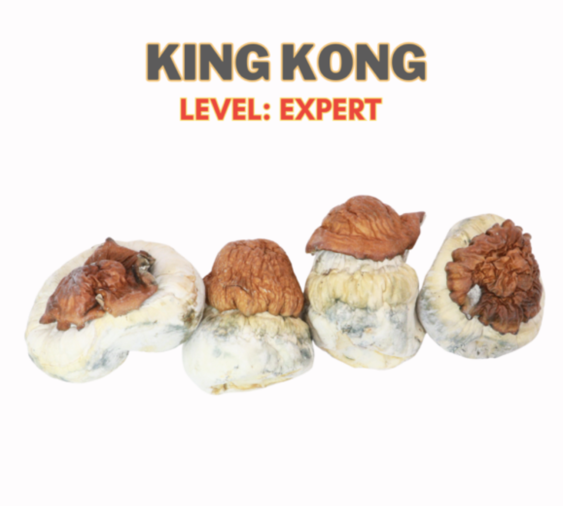 Buy King Kong Magic Mushroom Strain Online