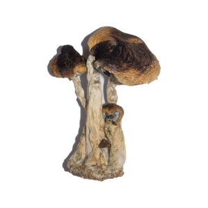 South American Magic Mushrooms For Sale Online