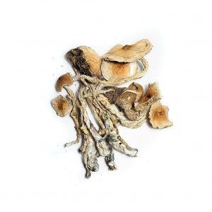Buy Transkei Magic Mushrooms
