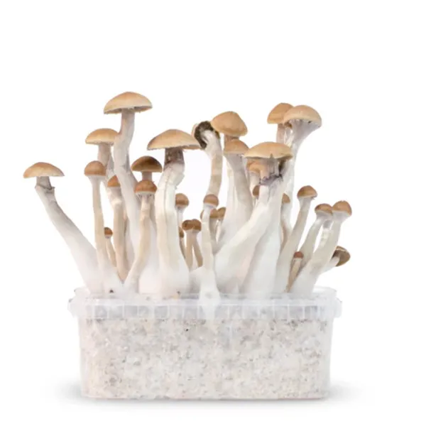 Treasure Coast Magic Mushrooms For Sale Online