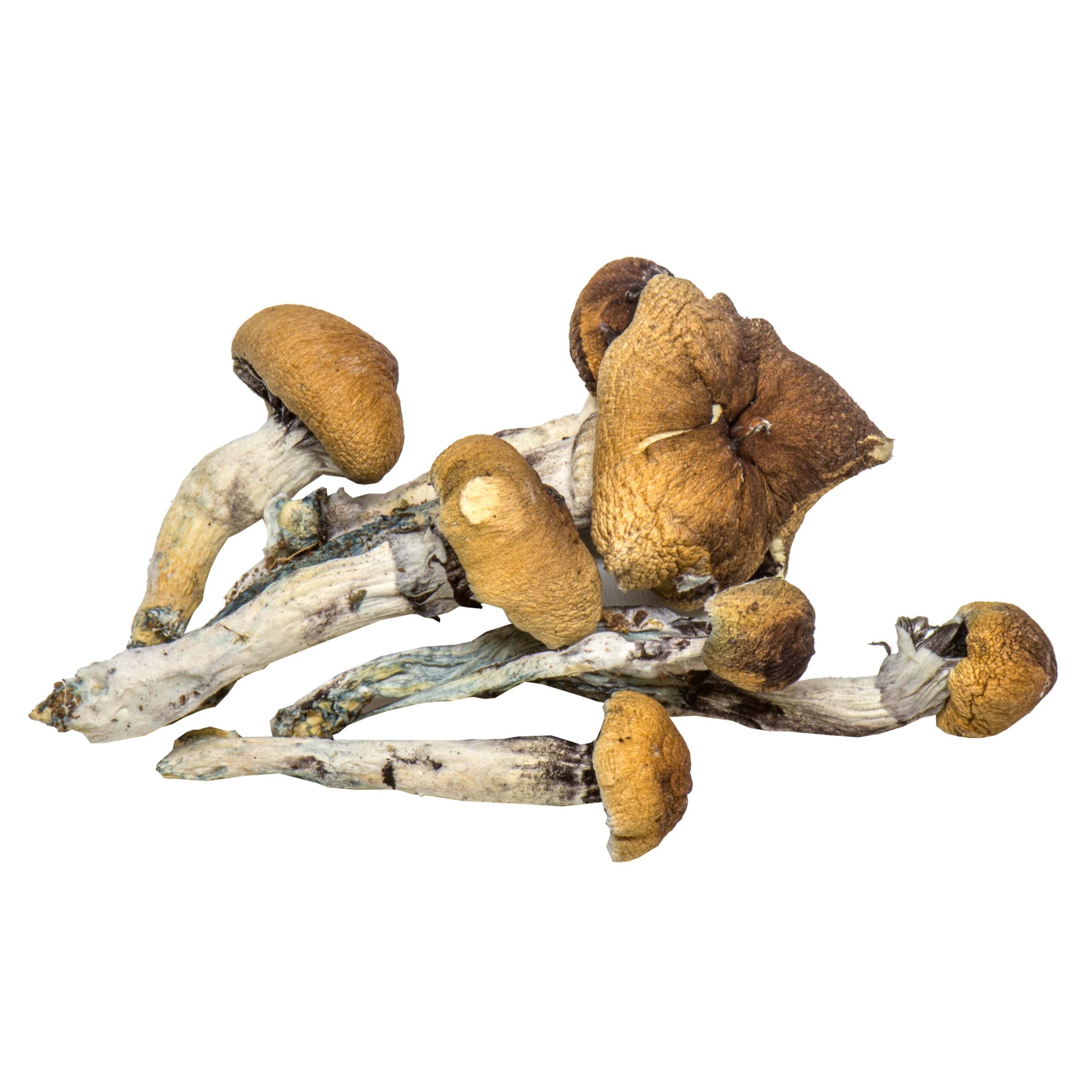 Buy Vietnamese magic mushroom online